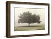 Trees in the Fog II-Dianne Poinski-Framed Photographic Print