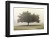 Trees in the Fog II-Dianne Poinski-Framed Photographic Print