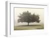 Trees in the Fog II-Dianne Poinski-Framed Photographic Print