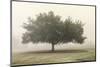 Trees in the Fog II-Dianne Poinski-Mounted Photographic Print