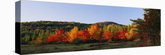 Trees in the Forest, Adirondack Mountains, Essex County, New York State, USA-null-Stretched Canvas