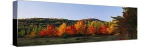 Trees in the Forest, Adirondack Mountains, Essex County, New York State, USA-null-Stretched Canvas