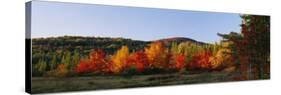 Trees in the Forest, Adirondack Mountains, Essex County, New York State, USA-null-Stretched Canvas