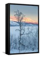 Trees in the Frozen Landscape, Cold Temperatures as Low as -47 Celsius, Lapland, Sweden-null-Framed Stretched Canvas