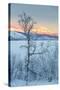 Trees in the Frozen Landscape, Cold Temperatures as Low as -47 Celsius, Lapland, Sweden-null-Stretched Canvas