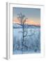 Trees in the Frozen Landscape, Cold Temperatures as Low as -47 Celsius, Lapland, Sweden-null-Framed Photographic Print