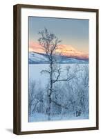 Trees in the Frozen Landscape, Cold Temperatures as Low as -47 Celsius, Lapland, Sweden-null-Framed Photographic Print