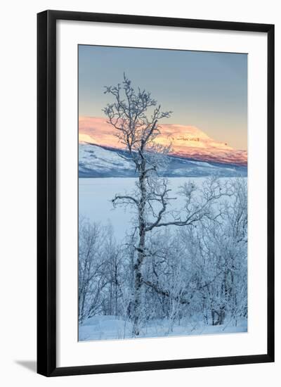 Trees in the Frozen Landscape, Cold Temperatures as Low as -47 Celsius, Lapland, Sweden-null-Framed Photographic Print