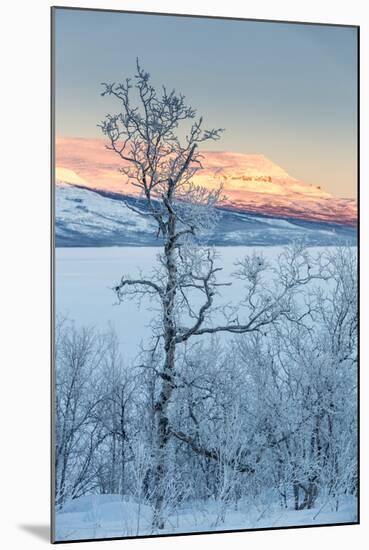 Trees in the Frozen Landscape, Cold Temperatures as Low as -47 Celsius, Lapland, Sweden-null-Mounted Photographic Print