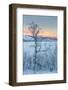 Trees in the Frozen Landscape, Cold Temperatures as Low as -47 Celsius, Lapland, Sweden-null-Framed Photographic Print