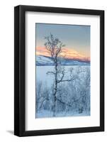 Trees in the Frozen Landscape, Cold Temperatures as Low as -47 Celsius, Lapland, Sweden-null-Framed Photographic Print