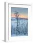 Trees in the Frozen Landscape, Cold Temperatures as Low as -47 Celsius, Lapland, Sweden-null-Framed Photographic Print