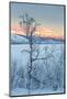 Trees in the Frozen Landscape, Cold Temperatures as Low as -47 Celsius, Lapland, Sweden-null-Mounted Photographic Print