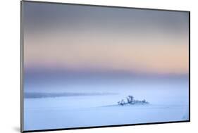 Trees in the frozen landscape, cold temperatures as low as -47 celsius, Lapland, Sweden-Panoramic Images-Mounted Photographic Print