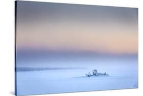 Trees in the frozen landscape, cold temperatures as low as -47 celsius, Lapland, Sweden-Panoramic Images-Stretched Canvas