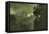 Trees in the Mist-Vincent James-Framed Stretched Canvas