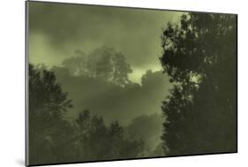 Trees in the Mist-Vincent James-Mounted Photographic Print