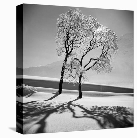 Trees in the Snow-Alfred Eisenstaedt-Stretched Canvas