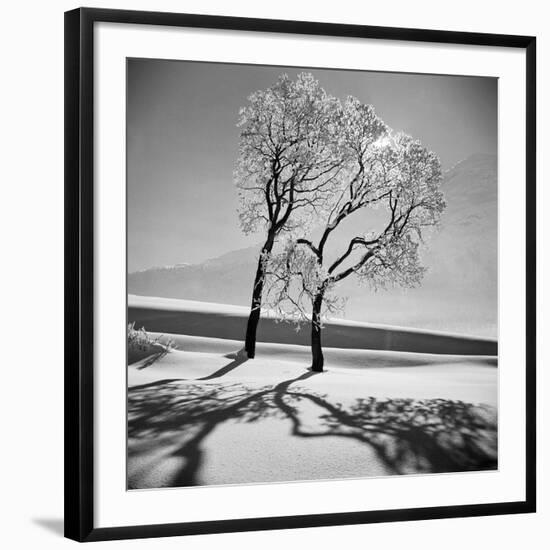 Trees in the Snow-Alfred Eisenstaedt-Framed Premium Photographic Print