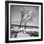 Trees in the Snow-Alfred Eisenstaedt-Framed Premium Photographic Print