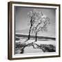 Trees in the Snow-Alfred Eisenstaedt-Framed Photographic Print