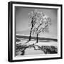 Trees in the Snow-Alfred Eisenstaedt-Framed Photographic Print