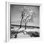 Trees in the Snow-Alfred Eisenstaedt-Framed Photographic Print