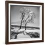 Trees in the Snow-Alfred Eisenstaedt-Framed Photographic Print