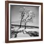 Trees in the Snow-Alfred Eisenstaedt-Framed Photographic Print