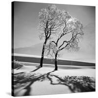 Trees in the Snow-Alfred Eisenstaedt-Stretched Canvas