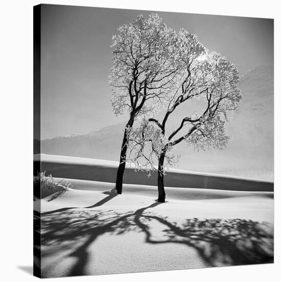 Trees in the Snow-Alfred Eisenstaedt-Stretched Canvas