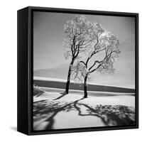 Trees in the Snow-Alfred Eisenstaedt-Framed Stretched Canvas