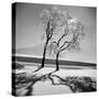 Trees in the Snow-Alfred Eisenstaedt-Stretched Canvas