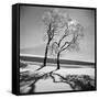 Trees in the Snow-Alfred Eisenstaedt-Framed Stretched Canvas