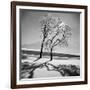 Trees in the Snow-Alfred Eisenstaedt-Framed Premium Photographic Print