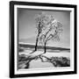 Trees in the Snow-Alfred Eisenstaedt-Framed Premium Photographic Print