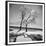 Trees in the Snow-Alfred Eisenstaedt-Framed Premium Photographic Print