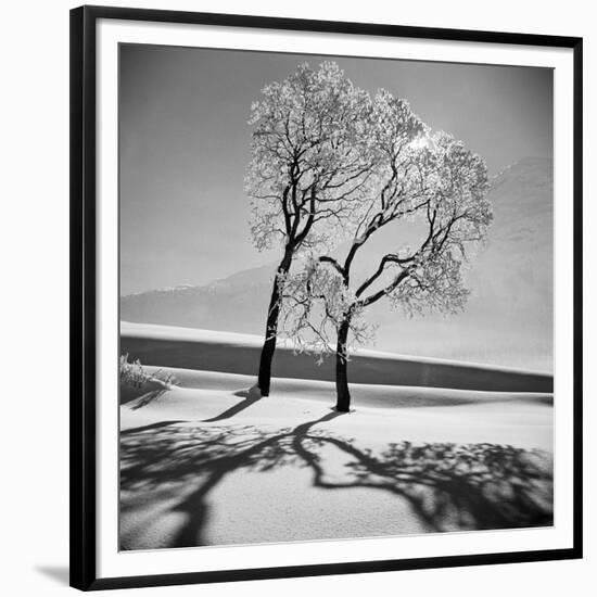 Trees in the Snow-Alfred Eisenstaedt-Framed Premium Photographic Print