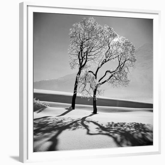 Trees in the Snow-Alfred Eisenstaedt-Framed Premium Photographic Print