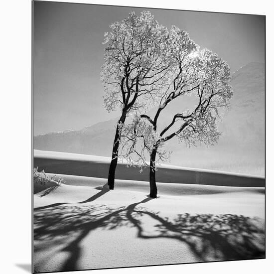 Trees in the Snow-Alfred Eisenstaedt-Mounted Premium Photographic Print