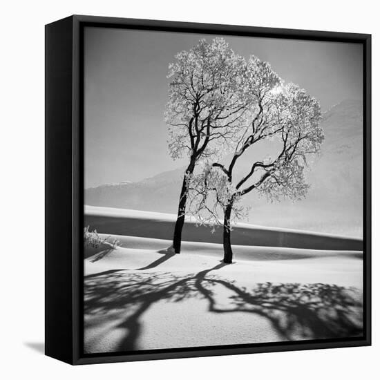 Trees in the Snow-Alfred Eisenstaedt-Framed Stretched Canvas