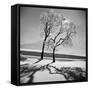 Trees in the Snow-Alfred Eisenstaedt-Framed Stretched Canvas