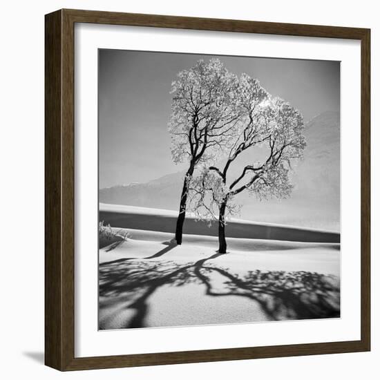 Trees in the Snow-Alfred Eisenstaedt-Framed Photographic Print