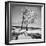 Trees in the Snow-Alfred Eisenstaedt-Framed Photographic Print