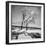 Trees in the Snow-Alfred Eisenstaedt-Framed Photographic Print