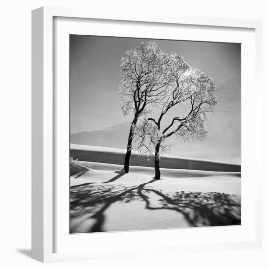 Trees in the Snow-Alfred Eisenstaedt-Framed Photographic Print