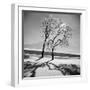 Trees in the Snow-Alfred Eisenstaedt-Framed Photographic Print