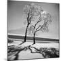 Trees in the Snow-Alfred Eisenstaedt-Mounted Photographic Print