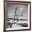 Trees in the Snow-Alfred Eisenstaedt-Framed Photographic Print