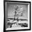 Trees in the Snow-Alfred Eisenstaedt-Framed Photographic Print